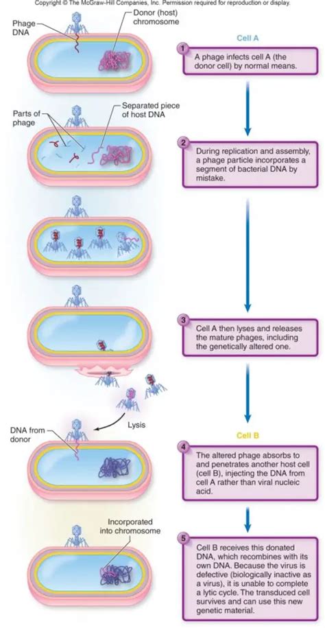 Generalized transduction: Mechanism – Microbe Online