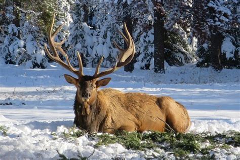 Jasper National Park Winter Wildlife Tour 2023