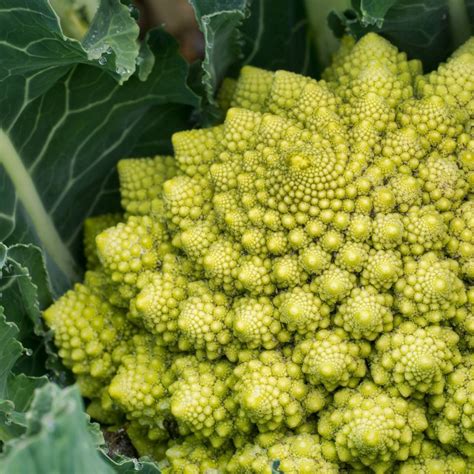 Broccoli- Romanesco seeds | The Seed Collection