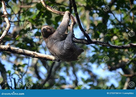 A Baby Sloth Hanging on a Tree Branch Stock Photo - Image of tree ...