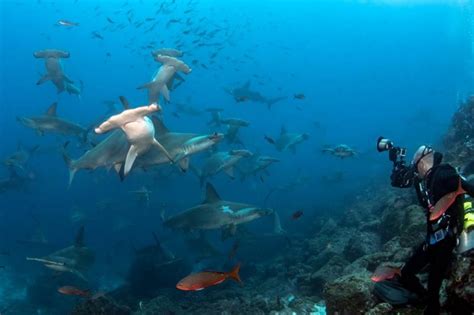 What You Need To Know to Scuba Dive In The Galapagos Islands - Ecoventura