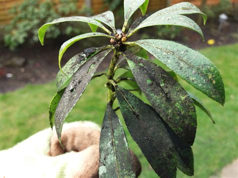 Disease on plants. — BBC Gardeners' World Magazine