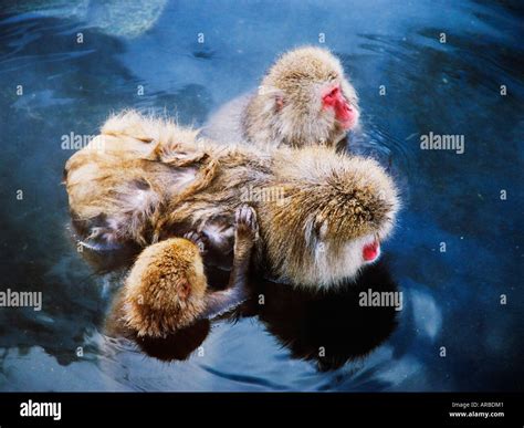 Japanese Macaques in Hot Springs Stock Photo - Alamy