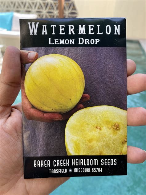 Lemon Drop watermelon - بذور البطيخ الأصفر النادر - Local Roots