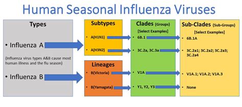 Influenza: Types, Treatment, and Prevention | CareerCert