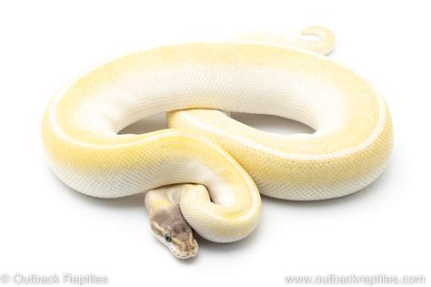 Blue Eyed Lucy ball python 4 | Outback Reptiles