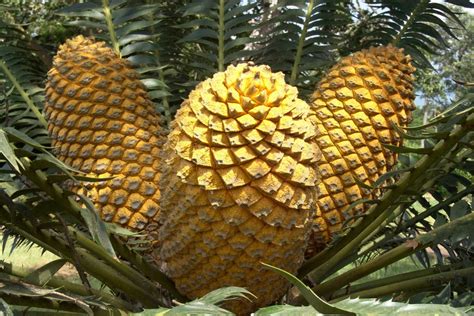 Gymnosperms: Definition, Examples, and Reproduction