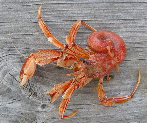 Hermit crab – Charmouth Heritage Coast Centre