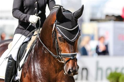 The 5 Best Dressage Bridles: Buyer's Guide (UK 2021) - Horses in Sport