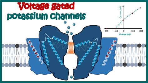 Voltage Gated Ion Channels Animation