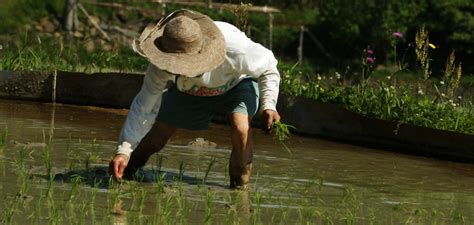 Assessing the Power of Japan's Agricultural Lobby