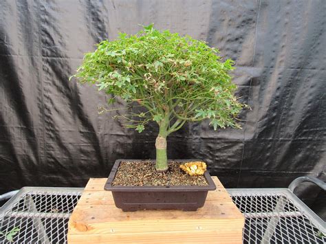 Amazon.com: 48 Year Old Dwarf Japanese Maple Bonsai Tree : Grocery ...