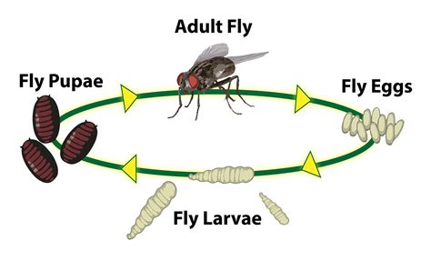 Life Cycle Of A Housefly