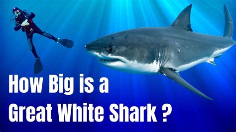 How big is a great white shark - How long is a great white shark ...