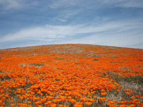 L.A. Places: Antelope Valley Poppy Reserve