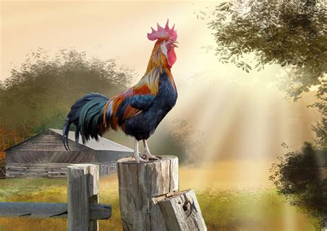 31 Rooster HD Wallpapers | Background Images - Wallpaper Abyss