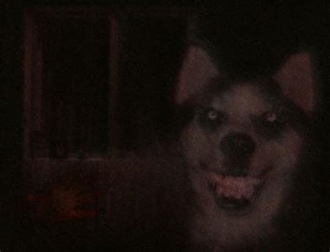 Smile Dog | Creepypasta Biographies Wiki | Fandom