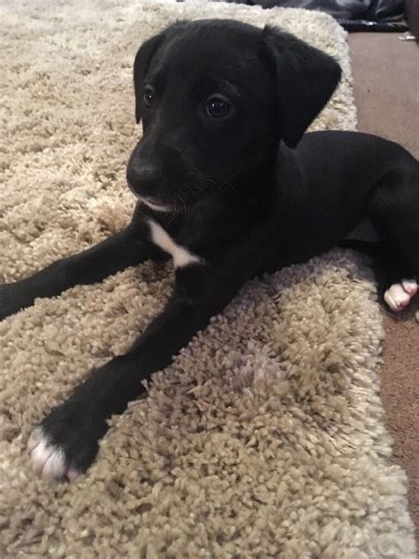 Lurcher puppies | in Lochgelly, Fife | Gumtree