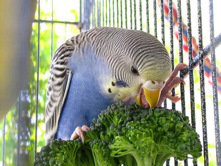 Budgie Diet