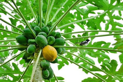 How To Grow A Papaya Tree - Annadhatri Agritech Private Limited