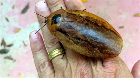 GIANT ROACH... Largest Cockroach, but its really cool! - YouTube