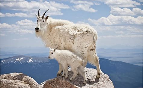 How Is The Mountain Goat Adapted To Its Environment? - WorldAtlas