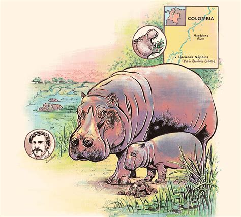 Pablo Escobar’s hippos might be filling an ancient ecological niche