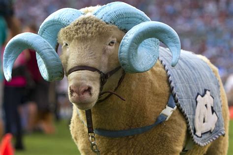 History of UNC’s mascot Rameses - Tar Heel Blog