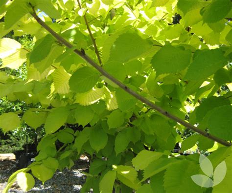 Ulmus glabra 'Lutescens' - Golden Elm - Trees - Speciality Trees