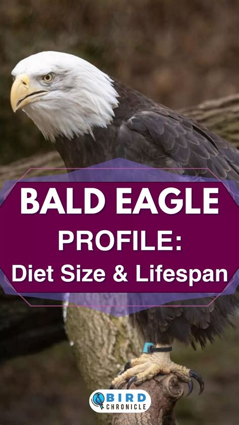 Bald eagle profile diet size lifespan ultimate guide – Artofit