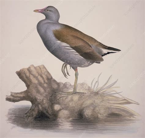 Common moorhen, 19th century - Stock Image - C013/6409 - Science Photo ...