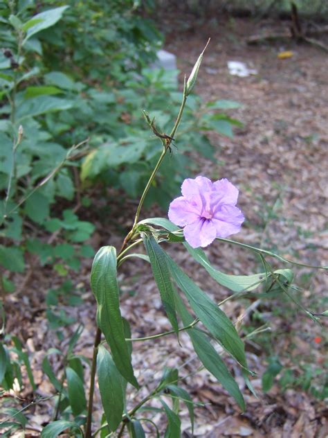 Ruellia simplex - Florida Natural Areas Inventory