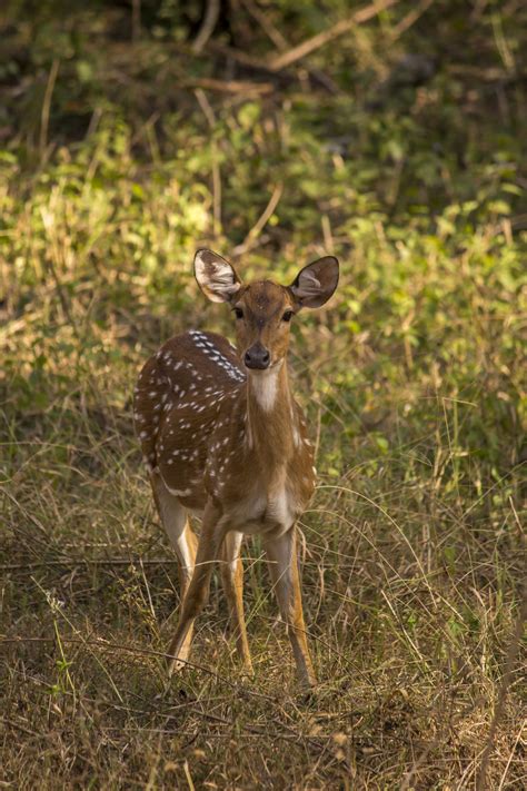 Portrait of a Spotted Deer - PixaHive