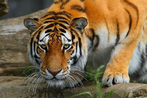 🔥 Download Royal Bengal Tiger Wallpaper HD Desktopinhq by ...