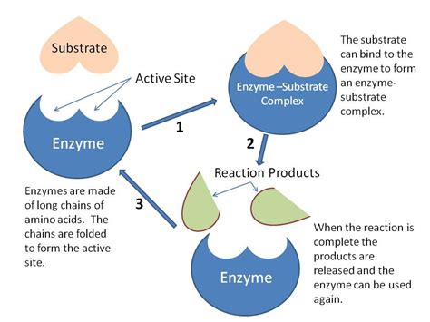 2.5 Enzymes - BIOLOGY4IBDP