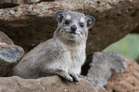 Rock Hyrax Facts: Animals of Africa - WorldAtlas