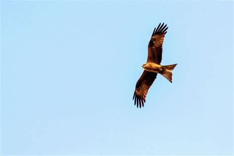 Black Kite Flying 1 Free Photo Download | FreeImages