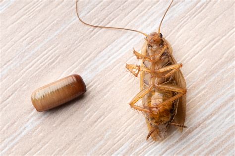 How to Identify Cockroach Eggs - Newcastle Pest Exterminators