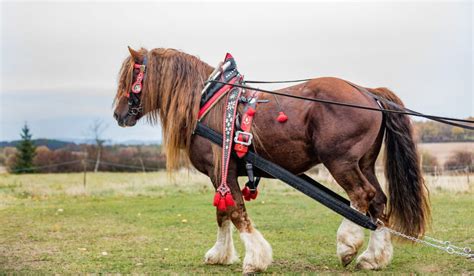 Percheron Vs. Clydesdale - Helpful Horse Hints