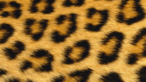 Leopard Print Wallpapers HD | PixelsTalk.Net