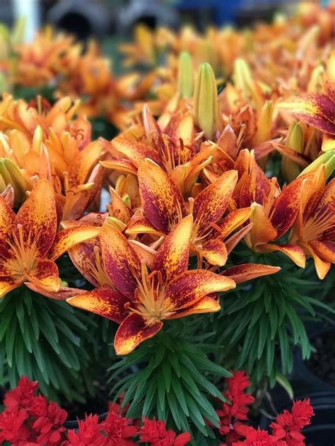 Asiatic Lily | Tiny Orange Sensation | Green Barn Garden Center