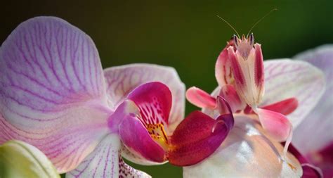 書肆ゲンシシャ/幻視者の集い on Twitter: "「ハナカマキリ（Hymenopus coronatus）」。東南アジアの熱帯雨林に生息 ...