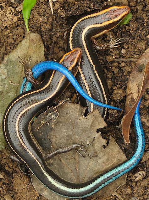 Hong Kong lizard Blue Tailed Skinks in Love in Hong Kong. Blue-tailed ...