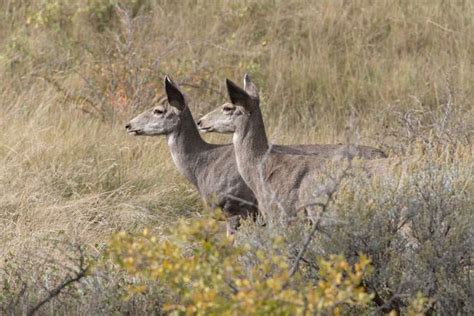 The Best Guide For North Dakota Hunting Seasons, 2018 - 2019