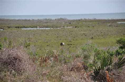 Aransas Pass Wildlife Refuge | Flickr - Photo Sharing!