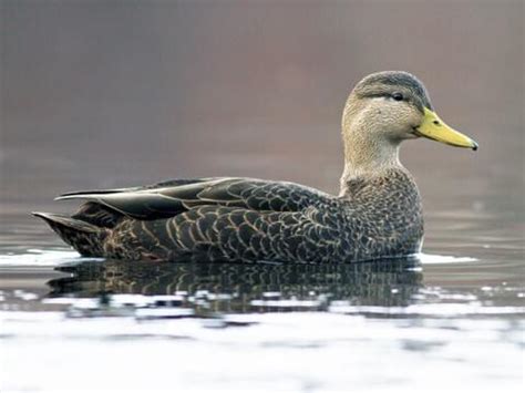 Duck Species Identification Chart | Labb by AG