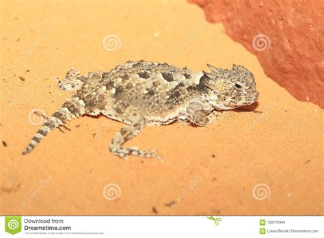 Desert horned lizard stock photo. Image of nature, lying - 109172948