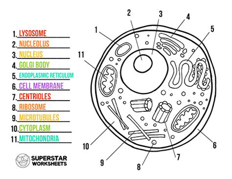 Feuille de calcul des Cellules Animales - Feuilles de calcul Superstar ...