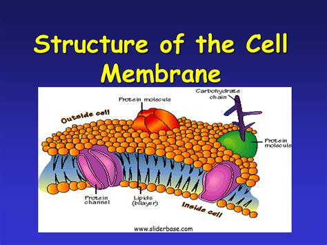 [DIAGRAM] Diagram Of A Cell Membrane - MYDIAGRAM.ONLINE