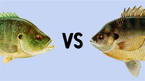 Green Sunfish vs Bluegill – What Is The Difference – Get Fishing